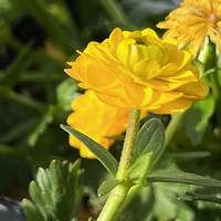 Ranunculus alpestris 'Flore pleno'